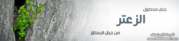 صور : جني محصول الزعتر من جبال الرستاق