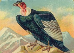 oiseauchromos 12