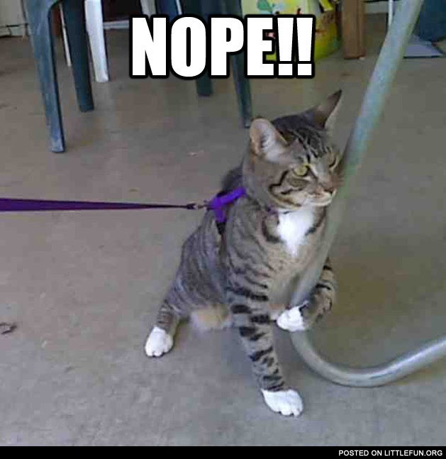 Littlefun Cat With A Chair Nope