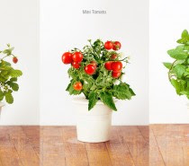 click and grow refill