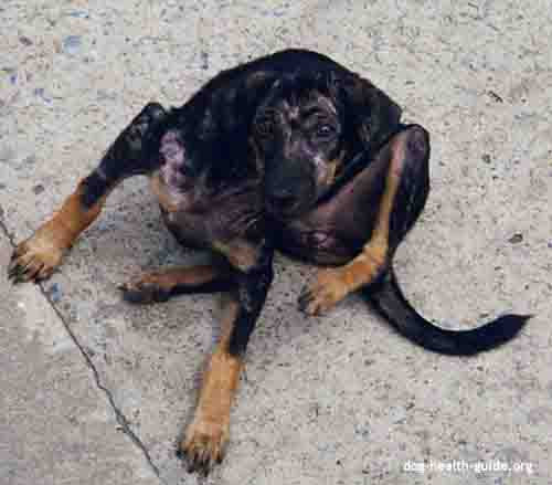 Dog Scabies Stock Photo & More Pictures of Abandoned | iStock