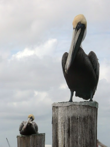 Florida's Sailfish Marina
