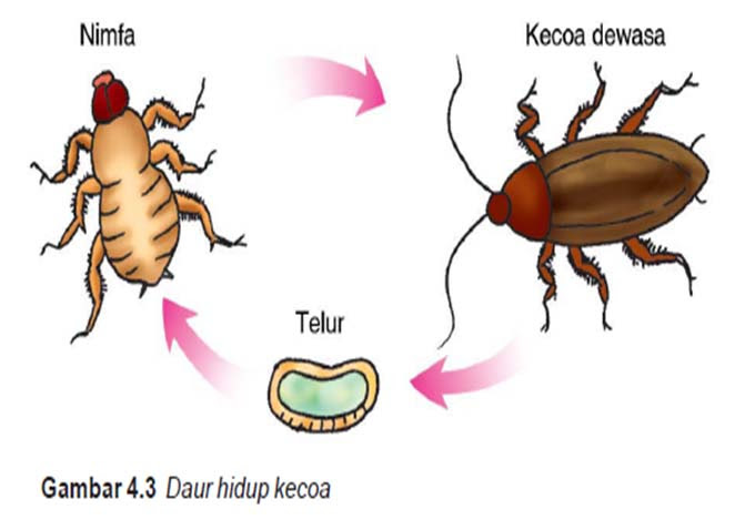 Materi agusajach