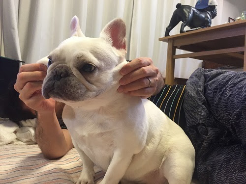 かわいい2人 はじめてのワンコ生活奮闘記 フレンチブルドッグ桃ちゃんと小鉄くん