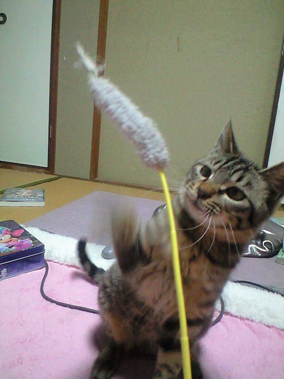 おもしろ 猫写真 猫画像 素材ｇ