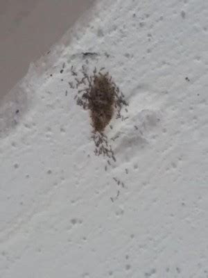 Bed bugs are the fastest growing pest emergency in the developed world. Worms on Ceiling are Larvae - All About Worms