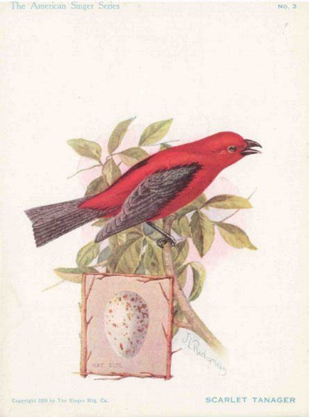 Alles, was wir bisher über lyon beckwith wissen, einschließlich der neuesten filme und tvs, biographie, beziehungen, auszeichnungen, . Scarlet Tanager Singer Sewing Machine Trade Card