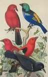BIRDS 46