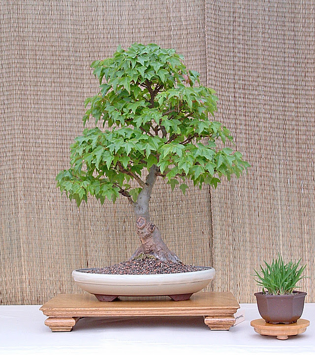 Bonsai Tasks In June