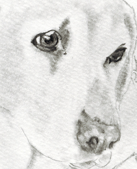 動物イラスト 鉛筆画 似顔絵イラスト 犬イラストのことなら 犬の描き方 写実的 くるみるか手描き動物イラスト