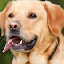 Delhi: New corpn policy to deal with sale of pet animals