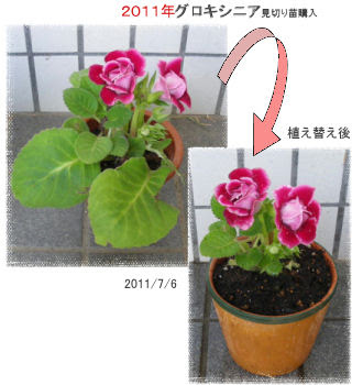 グロキシニア 実は３年目ｗ そして増殖中 ほったらかしガーデニング