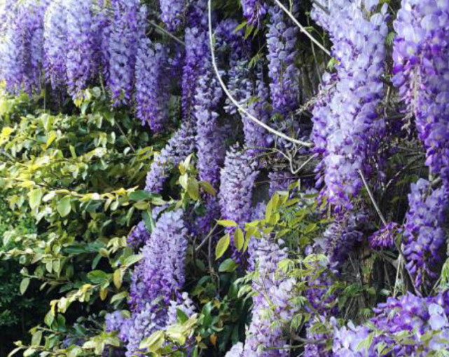 这种开紫花的藤在春天美不胜收 紫色花朵吃法很多无人不垂涎三尺 紫藤 紫藤花 紫色 新浪新闻