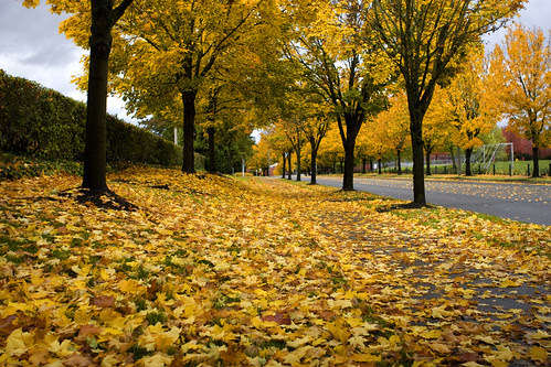 Fall colors, Microsoft campus, Redmond