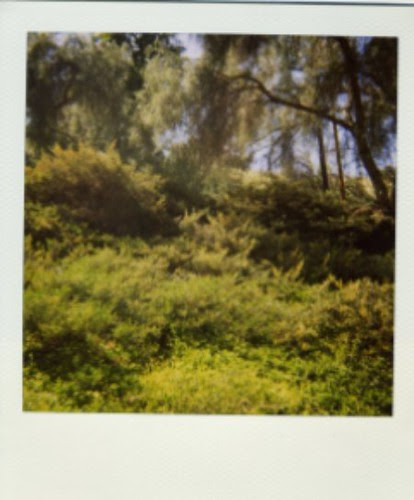 cabinscenes