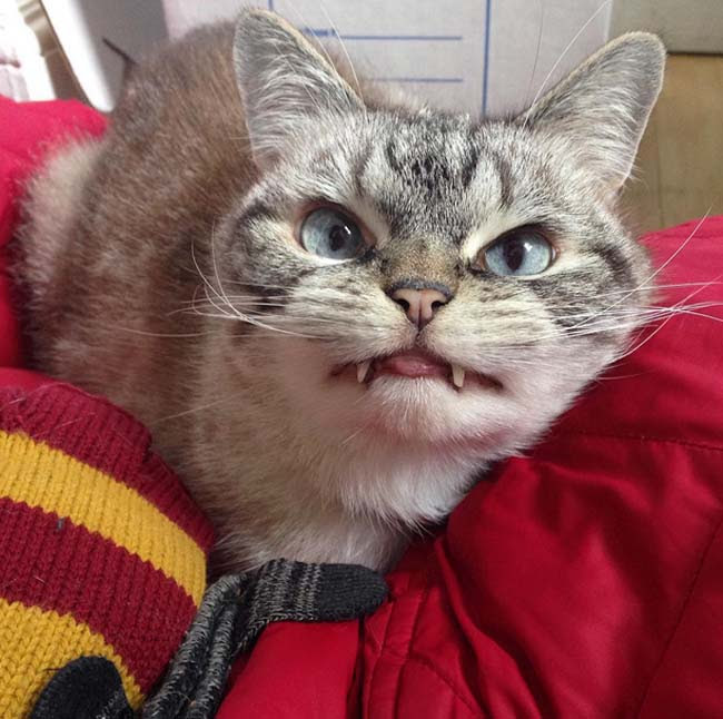 牙を持つ猫、「吸血鬼のよう」とネットで人気_中国網_日本語