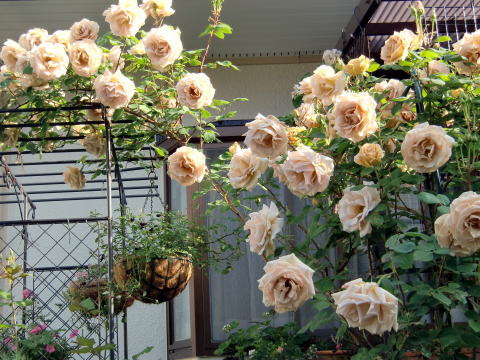 バタースコッチ物語 四季の花遊び それでも花と遊びたい