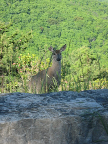 Overlook