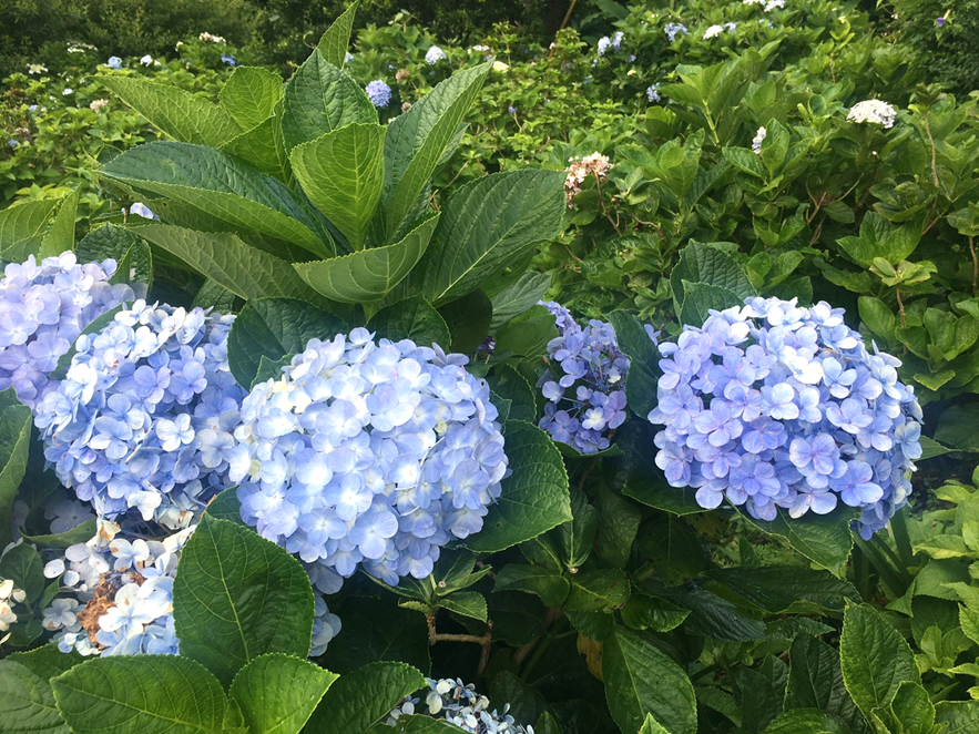紫陽花の種類と花言葉 アジサイ フラワーショップ 蘭らん