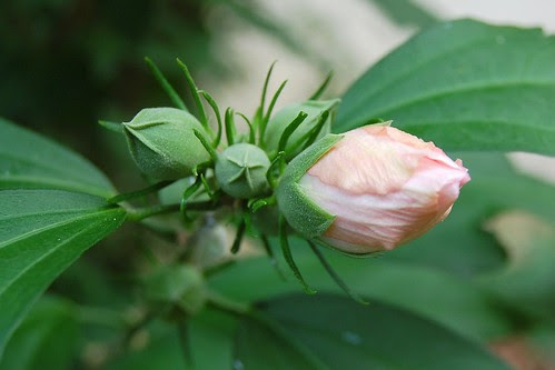 Rose of Sharon bud