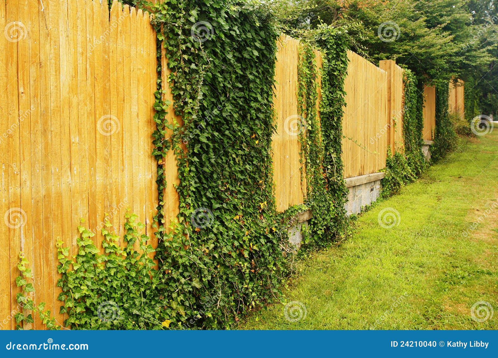 Ivy On A Fence Stock Photo - Image: 24210040