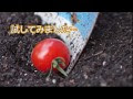 √100以上 トマト 実 260312-トマト 実割れ