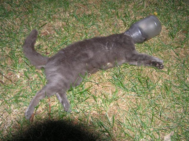 Gato preso em um frasco
