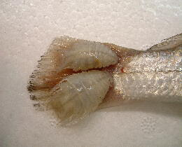 魚の寄生虫