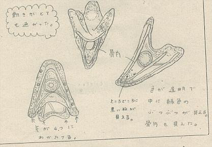生物大きめの実験