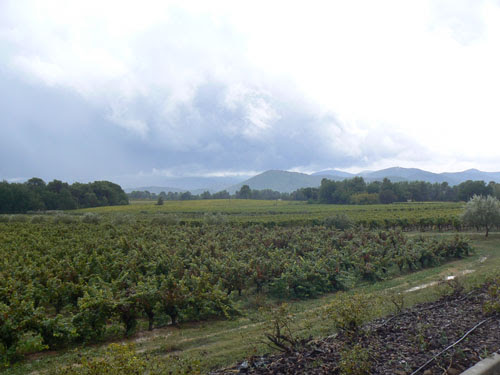 vignes sous l'orage.jpg