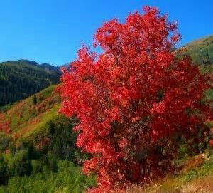 Cemetery plantings large and small provide a comforting place to those. Image result for Rocky Mountain Glow Maple Tree | Colorado