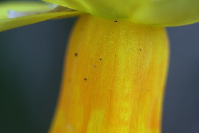 daffodil detail