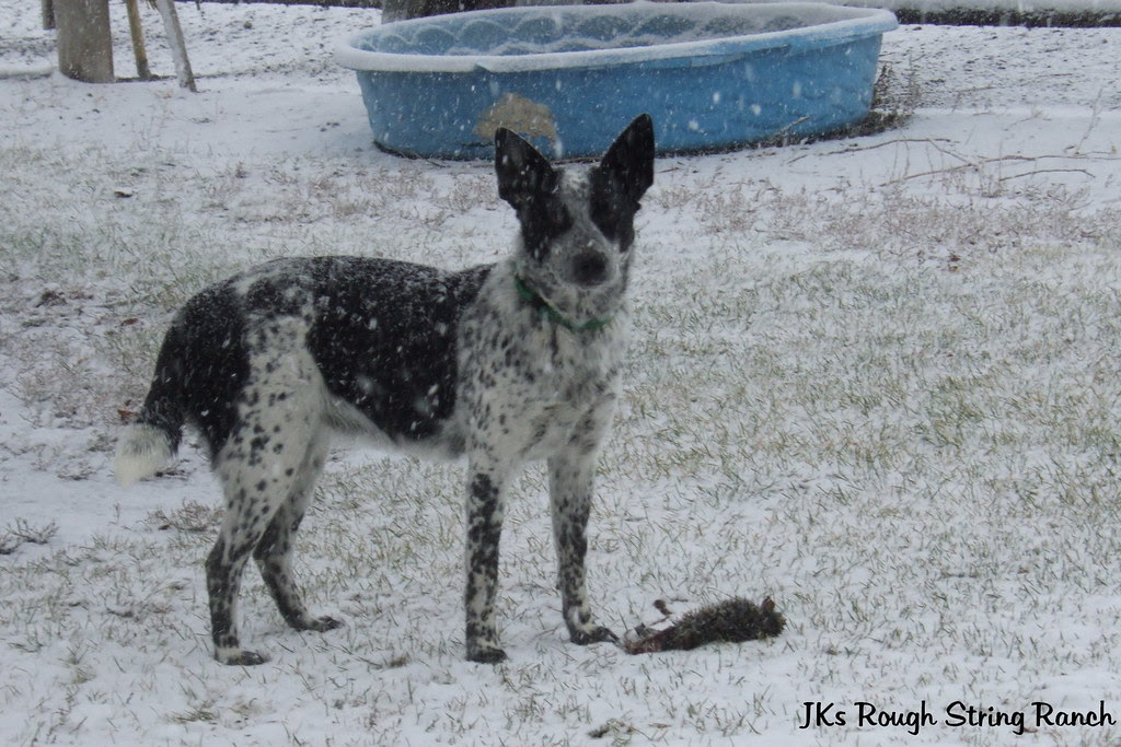 Varmints-I'm a Good Varmint Getter!