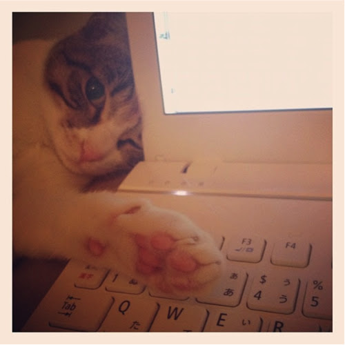 猫よ どうしてそこで寝るのだ 猫飼いあるある10選 Single Hack