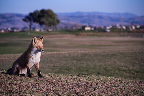 Day 39 - What Does The Fox Say? by Paul the Outdoor Movie Guy