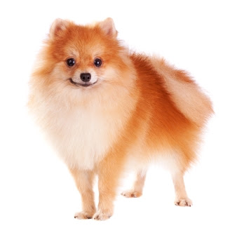 owners dogs beginner for white on background isolated dog Pomeranian a