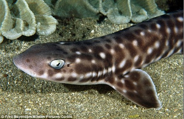 A University of Exeter team tested for social personality by recording the interactions of groups of juvenile small spotted catsharks (pictured) in captivity under three different habitat types