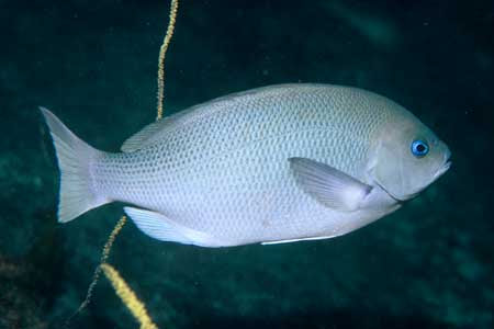 メジナ ダイバーのための海水魚図鑑