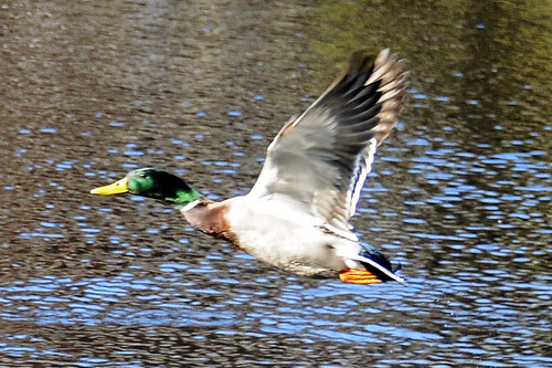 flying mallard 2 fenwick dam