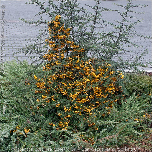 Pyracantha coccinea 'Soleil d'Or' - Ognik szkarłatny 'Soleil d'Or' 
