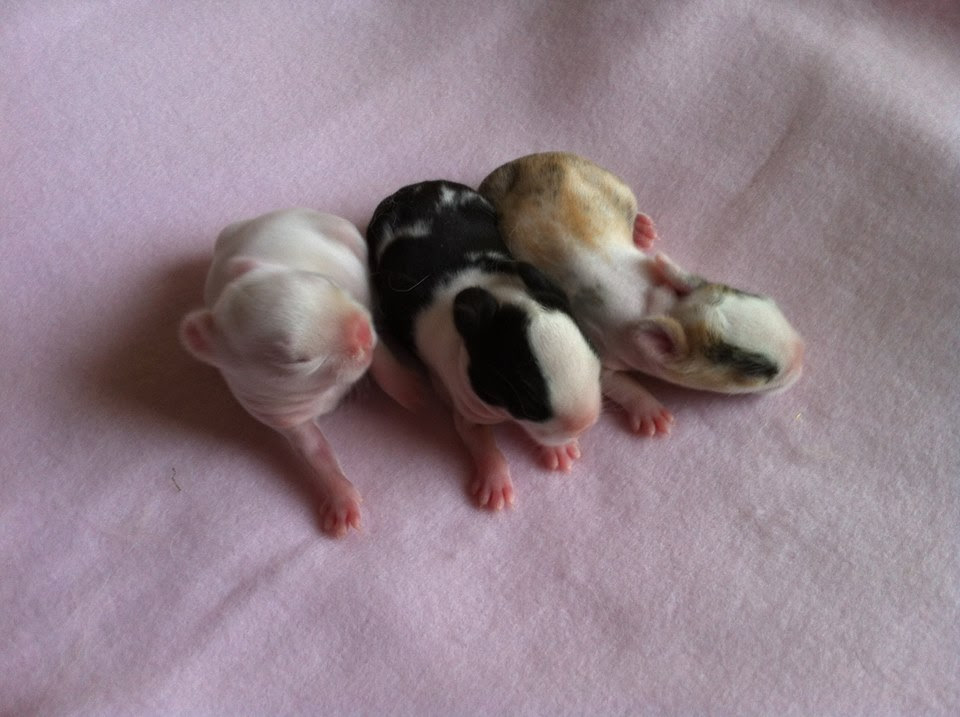 Croisements Naissances Bebes Lapin Nain