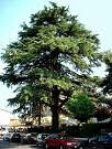 Cedro