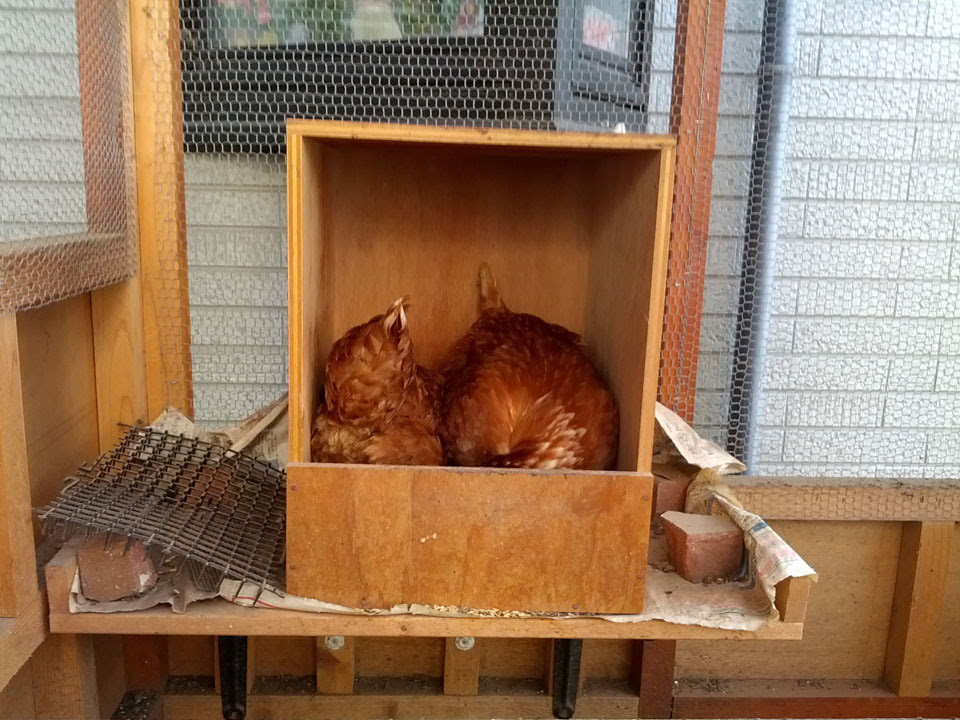 ニワトリが産卵箱で仲良く一緒に卵を産んでいる光景 学問を究める道楽道