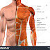 Torso Model Anatomy Labeled : Labeled human body torso model.