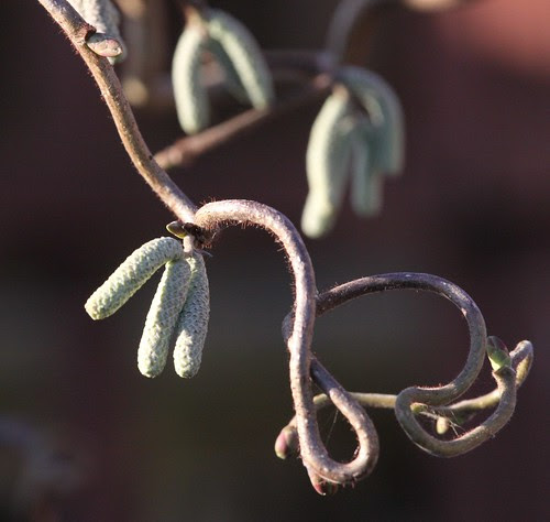 Corkscrew Hazel