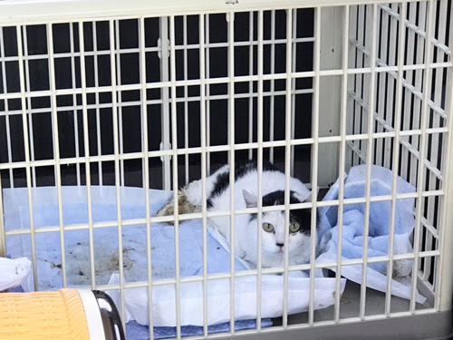 千歳保健所 犬