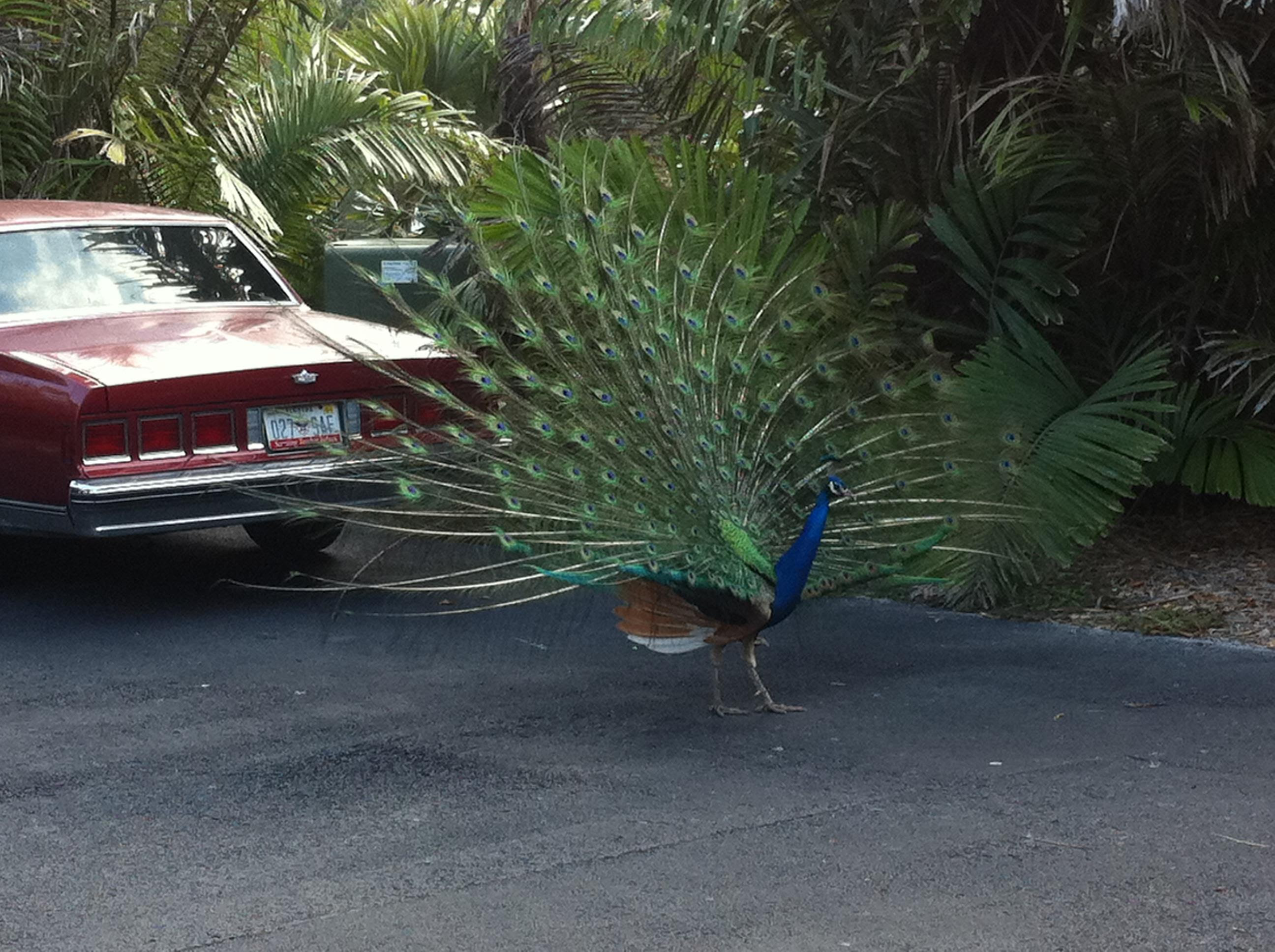 Peacock