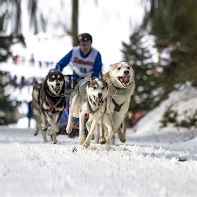 The Wonders Of Dogs