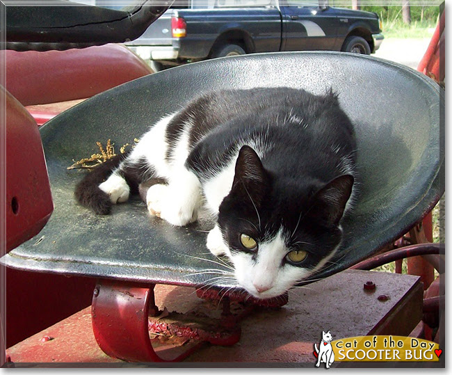 Scooter Bug Tuxedo  Cat  June 30 2021 Scooter Bug Tuxedo  Cat  June 30 2021