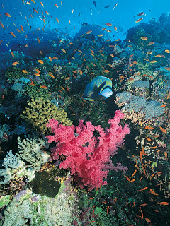 海の楽園 ピンクの珊瑚と魚たち の待ち受け画像 壁紙 動物 パラダイス